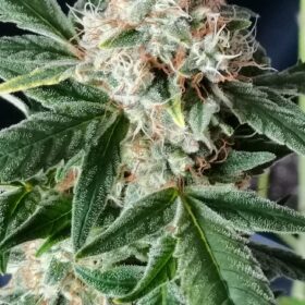 TnT Trichome SuperSativaSeedClub