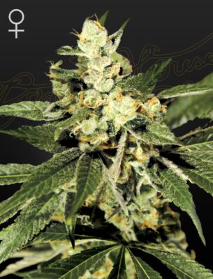 Train Wreck Green House Seeds
