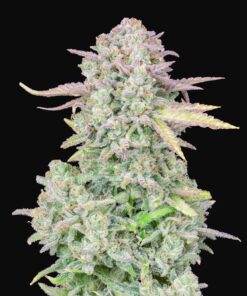 Trainwreck Auto Fast Buds Seeds