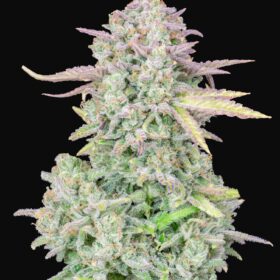 Trainwreck Auto Fast Buds Seeds