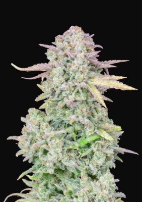 Trainwreck Auto Fast Buds Seeds