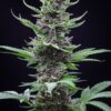 Tropicana Cookies Auto Fast Buds Seeds
