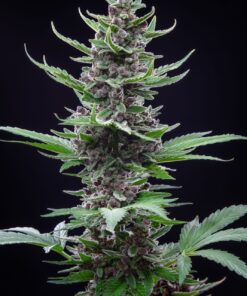 Tropicana Cookies Auto Fast Buds Seeds