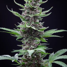 Tropicana Cookies Auto Fast Buds Seeds