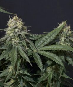 Tropicana Cookies FF Fast Buds Seeds