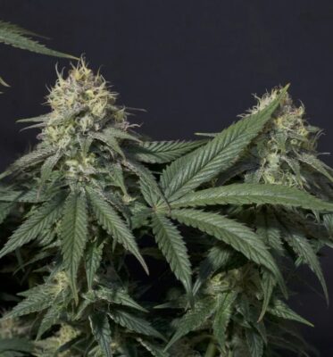 Tropicana Cookies FF Fast Buds Seeds