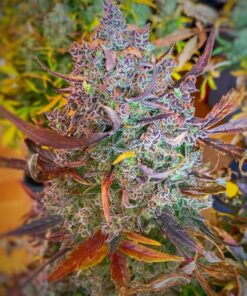 Ultimate Auto Dutch Passion Seeds
