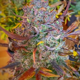 Ultimate Auto Dutch Passion Seeds