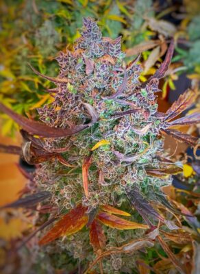 Ultimate Auto Dutch Passion Seeds