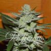 Unknown Kush Delicious Seeds