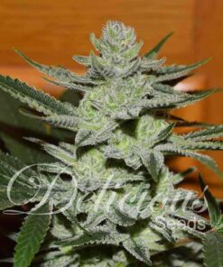 Unknown Kush Delicious Seeds