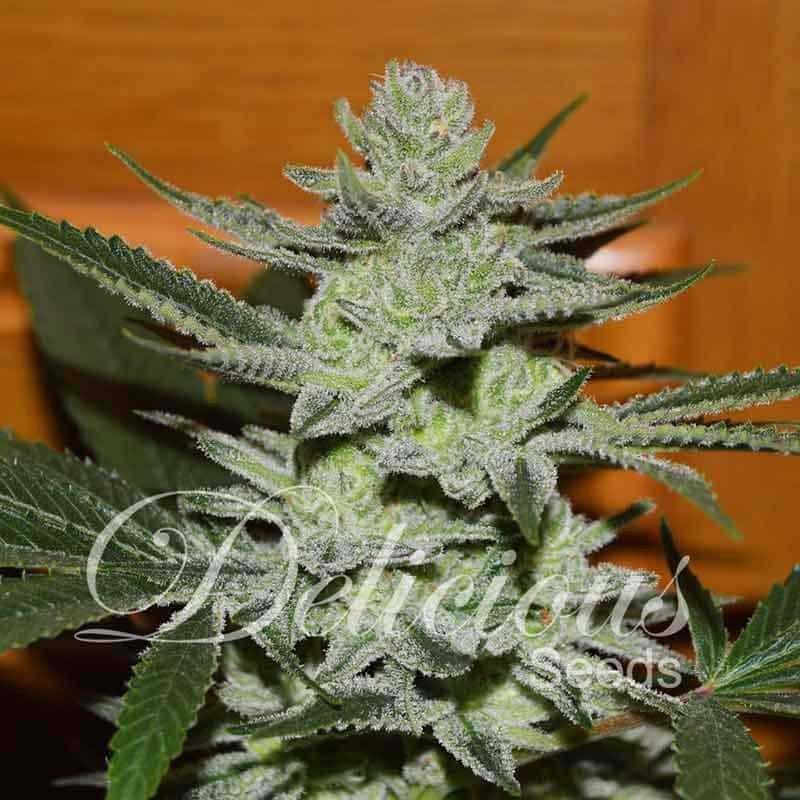 Unknown Kush Delicious Seeds