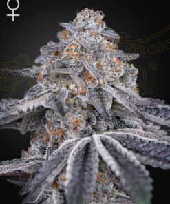 Velvet Moon Green House Seeds
