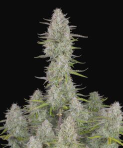 Wedding Cheesecake Auto Fast Buds Seeds