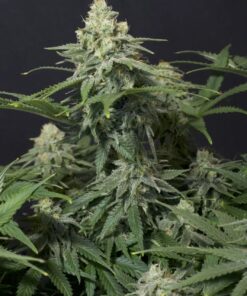 Wedding Cheesecake FF Fast Buds Seeds
