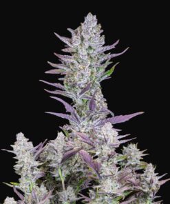 Wedding Glue Auto Fast Buds Seeds