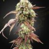 West Coast OG x Gelato 41 Auto Green House Seeds