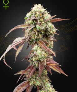 West Coast OG x Gelato 41 Auto Green House Seeds