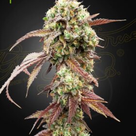 West Coast OG x Gelato 41 Auto Green House Seeds