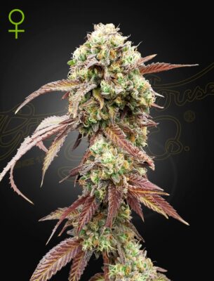 West Coast OG x Gelato 41 Auto Green House Seeds