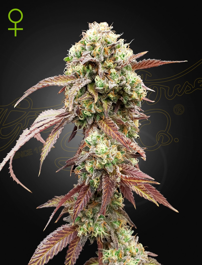 West Coast OG x Gelato 41 Auto Green House Seeds