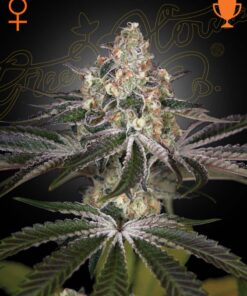 White Widow Green House Seeds