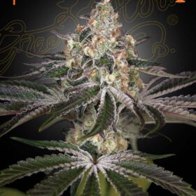 White Widow Green House Seeds