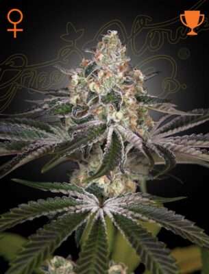 White Widow Green House Seeds