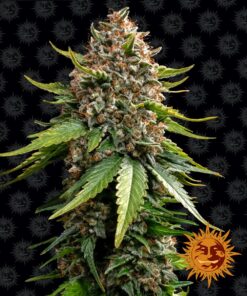 White Widow XXL Auto Barneys Farm Seeds