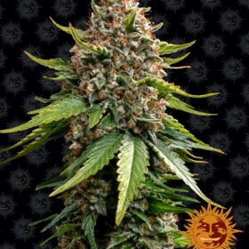 White Widow XXL Auto Barneys Farm Seeds