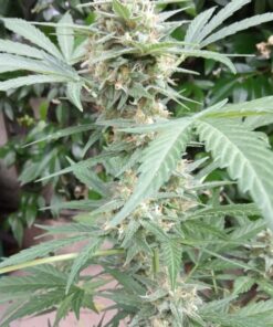 White Widow Auto Dutch Passion Seeds