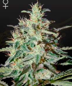 White Lemon Green House Seeds