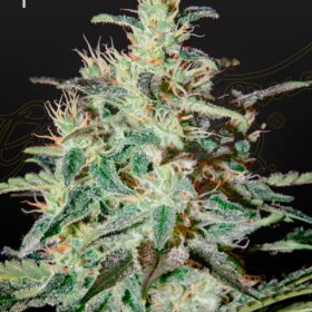 White Lemon Green House Seeds