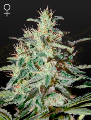 White Lemon Green House Seeds
