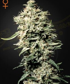 White Rhino Green House Seeds