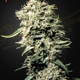 White Rhino Green House Seeds