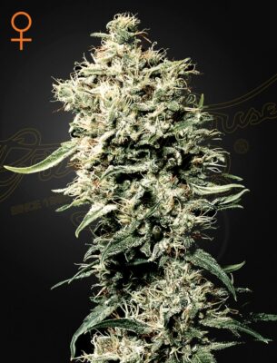 White Rhino Green House Seeds