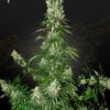White Strawberry Skunk Green House Seeds