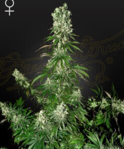 White Strawberry Skunk Green House Seeds