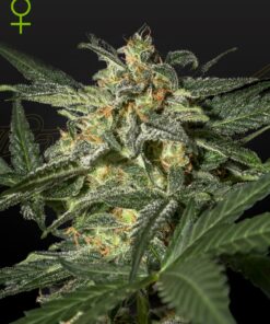 White Widow Auto Green House Seeds