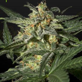 White Widow Auto Green House Seeds