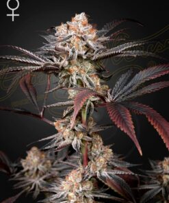 Wonder Pie Green House Seeds