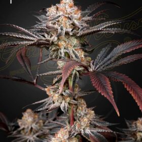 Wonder Pie Green House Seeds