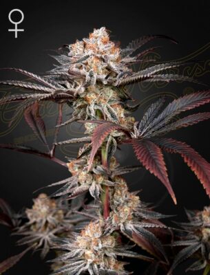 Wonder Pie Green House Seeds
