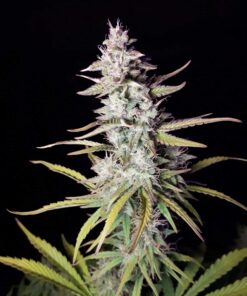 Xtreme Haze Auto Dutch Passion Seeds