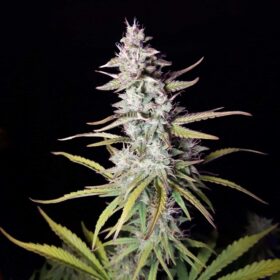 Xtreme Haze Auto Dutch Passion Seeds