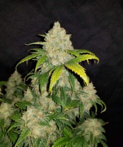 Zkittlez Auto Fast Buds Seeds