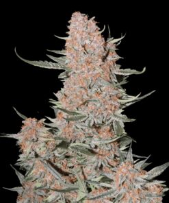 Ztrawberriez Auto Fast Buds Seeds