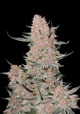 Ztrawberriez Auto Fast Buds Seeds
