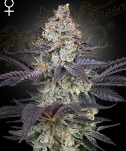 Ztrawberry Green House Seeds